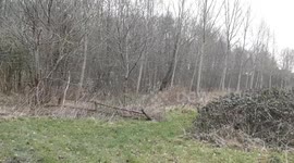Video shows a woman who shouted at a pack of hounds to protect a fox