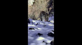 Leopard caught on camera in SW China's Sichuan