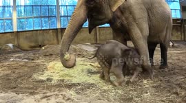 Adorable baby elephant plays with mother at  Oregon Zoo
