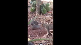 Real-life Tom and Jerry: Curious cat gently taps rodent in wild