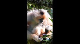 Moments of gibbon mother taking care of baby captured by camera in SW China