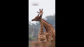 Sweet moments between animals