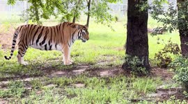 US: Tigers Rescued from Grim Past Roar Back to Life at Texas Sanctuary