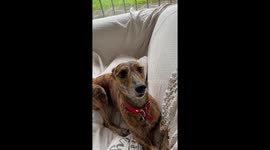Greyhound Ears React To Commands