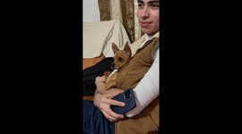 Chihuahua Hides When Scolded By Pet Mom