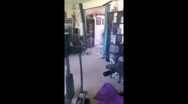 French Bulldog Jumps Over Puppy Gate