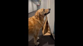Dog's Teeth Chatter While Holding Takeout Food