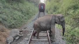 Train hits elephants in Sri Lanka, killing four babies and two adults from herds