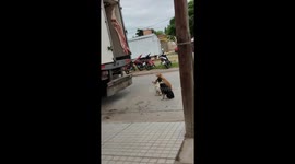Hungry Dogs Stare At Hanging Pig Carcass