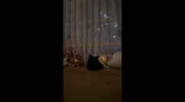 Cat Chills Wide-Eyed During New Year's Eve Fireworks
