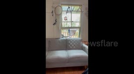Family Finds Carpet Python Lurking By Window