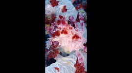 Candy Crab Hides In Coral