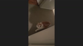 Cat owner films her feline friend sneaking up on her like horror film scene