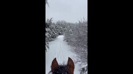 Desensitizing A Horse To Screams