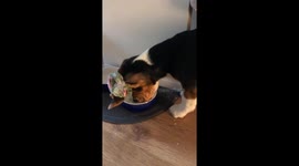 Big-Eared Puppy’s Adorable Mealtime Hack