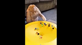 The Curious Cat and the Fascinating Game of Rolling Marbles