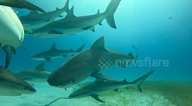 Gorgeous Tiger Shark at Tiger Beach, Bahamas!