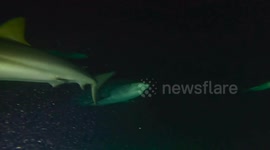 Night Diving with Tiger Sharks at Tiger Beach!