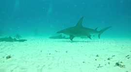 Beautiful Great Hammerhead Shark from Bimini, Bahamas!