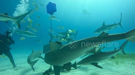 In the Sharknado at Tiger Beach, Bahamas!