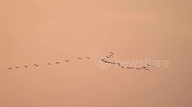 Wild swans begin annual northward migration from China's Shanxi