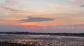A big fish that looks like a salmon in the sky over Nong Han lake in Thailand at sunset.