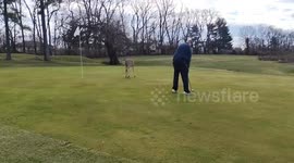 Wild Deer Crashes Golf Game