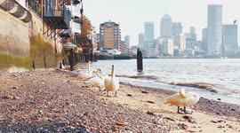 A Gathering By Swans On A Thames Beach Overlooking Canary Wharf