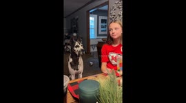Great Dane Wants French Fries
