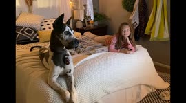 Great Dane Watching TV