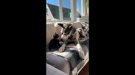 Great Dane Fosters Orphaned Black Kitten