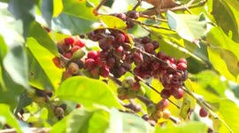 China: Coffee bean prices surge in southwest China's Yunnan as global supply drops