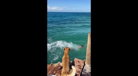 Dog Tries to