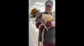 Dachshund Dressed Up as a Texas Cowboy