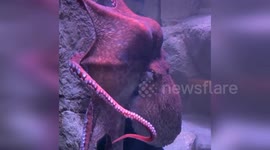 Giant octopus floats through its aquarium at Milwaukee County Zoo