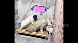 Prey to partners: Lion lives alongside piglets at Chinese zoo