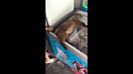 Cat chills on top of ice cream fridge