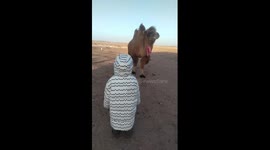 Girl nuzzled by camel in China's Inner Mongolia