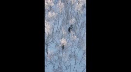 Moose spotted in China's Inner Mongolia