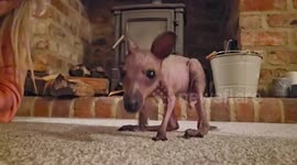 Farmer adopts orphaned wallaby - keeping it in a pouch