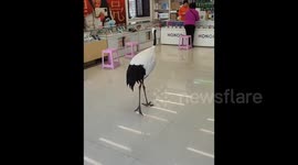China: Huge crane descends from sky and strolls into phone shop appearing to browse goods