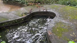 Monkeys seen swimming at the Monkey Forest in Ubud, Bali, Indonesia