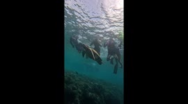 Sea turtle slaps snorkeller with its flipper in crowded sea