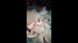 Kind jogger rescues kitten and takes her home as pet