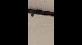 Newborn kittens stuck in ceiling rescued by residents
