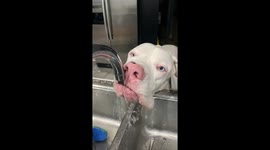 Rescued Great Dane chooses kitchen sink as his ultimate water source over a regular dog bowl