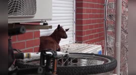 Spain: Goat’s Daring Fifth-Floor Escape Stuns Madrid