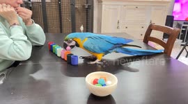 Parrot Plays Color Sorting Game
