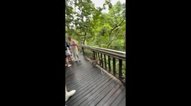 Tourist Steps on Monkey's Tail