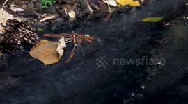 Philippines: Philippines faces alarming increase in dengue cases